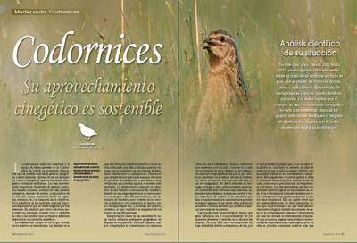 ¿Habrá Media Codornices? Situación de las Codornices en la Media Veda del 2014