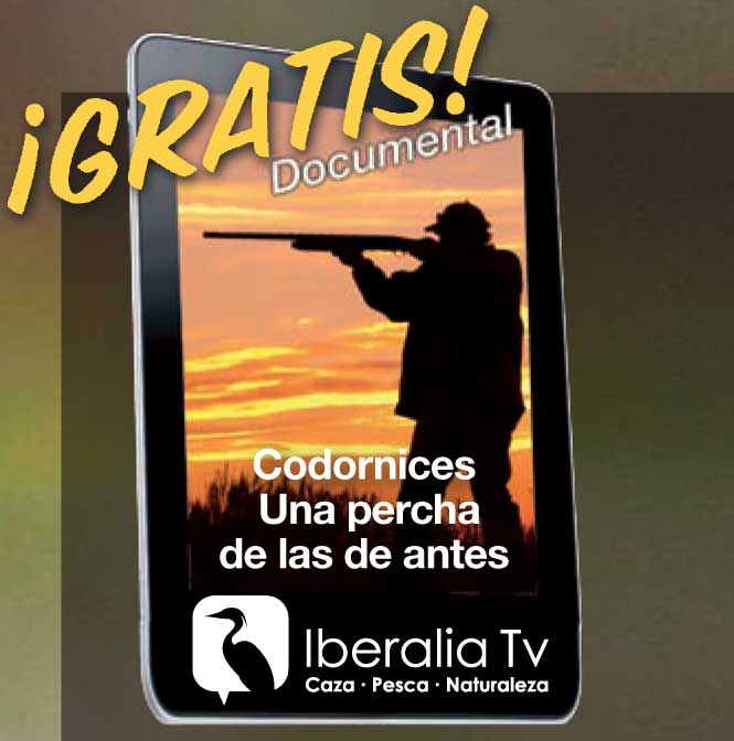 Codornices una percha de las de antes Documental Codornices