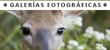 Galer�a Multimedia