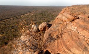 Caza-mayor-reportajes-internacional-caza-del-bushbuck-en-la-comarca-del-Cabo-02