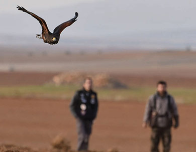 Cetreria-reportajes-el-aguila-de-harris-13