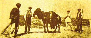 Perros-cazadores-de-osos