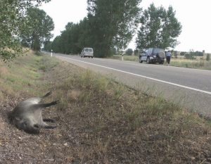 Caza-mayor-reportajes-nacional-problemas-del- Jabali-en- España-image11