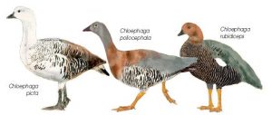 Caza-menor-reportajes-internacional-cacerias-de-gansos-y-patos-en-los-cinco-continentes-20