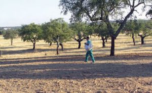 Caza-menor-reportajes-nacional-los-comederos-ayudan-a-criar-tortolas-9