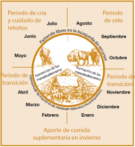 Reintroduccion del bisonte europeo en la Península