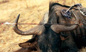 Tipos de flechas y puntas para caza mayor. Introducción a la caza
