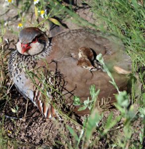 Cotos-de-caza-reportajes-caza-y-biodiversidad