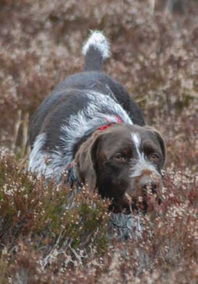 grouse-8
