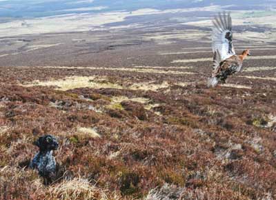 grouse-detalle-2