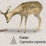 Reserva-Alt-Pallars-corzo