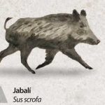 Reserva-Alt-Pallars-jabali