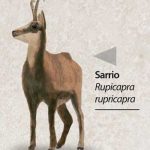 reserva-de-caza-Sarrio
