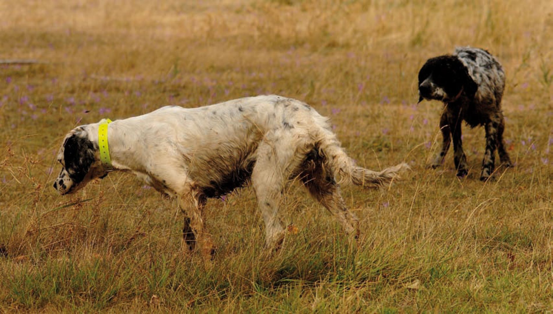 Cómo prevenir los problemas de los perros de caza antes y durante la media veda