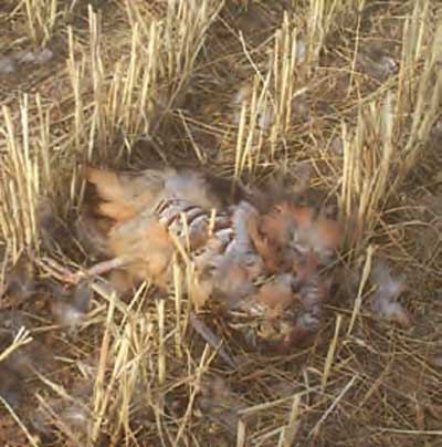 La-agricultura-Mata-la-caza-perdiz-muerta