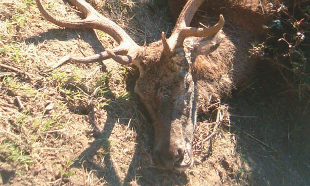 Caza-mayor-monterias-la-etica-del--montero