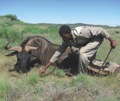Caza-mayor-reportajes-internacional-caza-en-Africa-de ñues-y-otras-bestias-image14