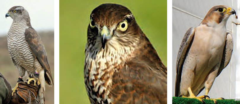 Cetreria-reportajes-tipos-de-aves-para-cetreria-02