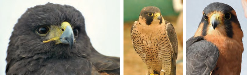 Cetreria-reportajes-tipos-de-aves-para-cetreria-03