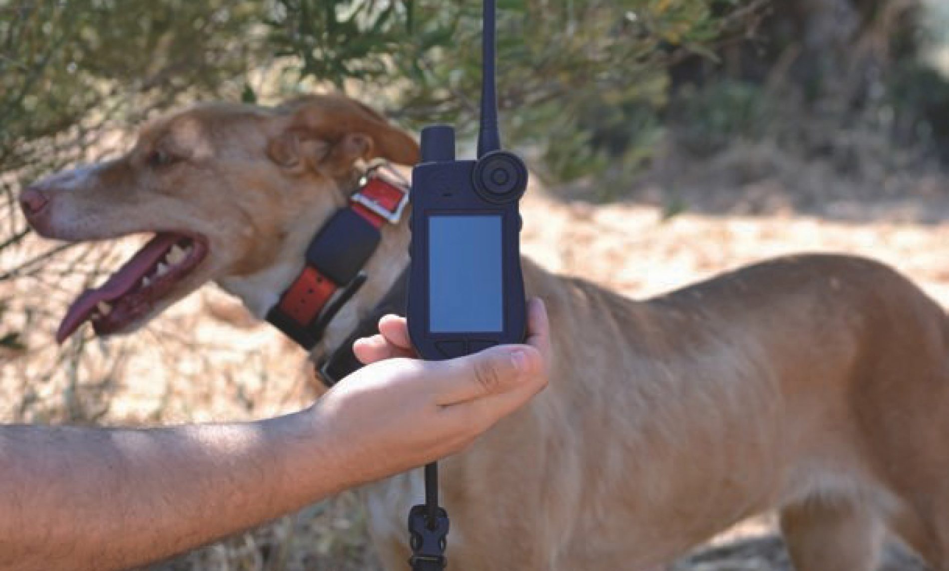 Collar GPS SportDOG Tek 2.0. La más tecnología para nuestro perro | Trofeo caza
