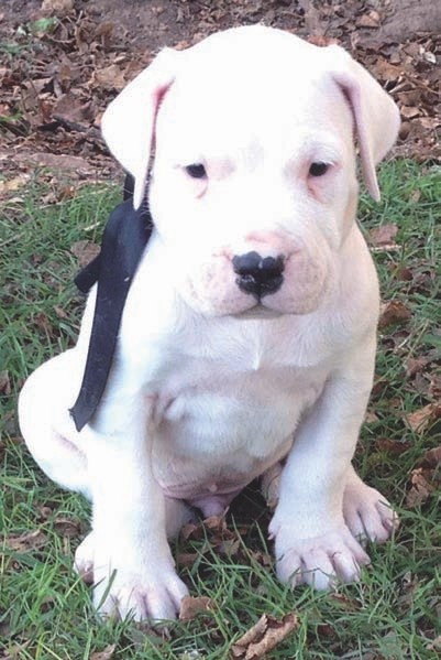 Dogo ar