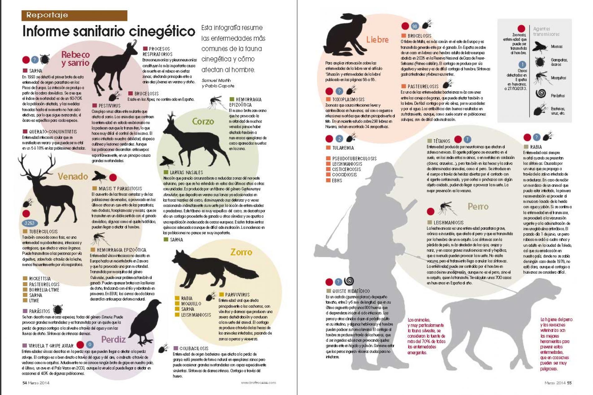 Brucelosis en los perros sintomas