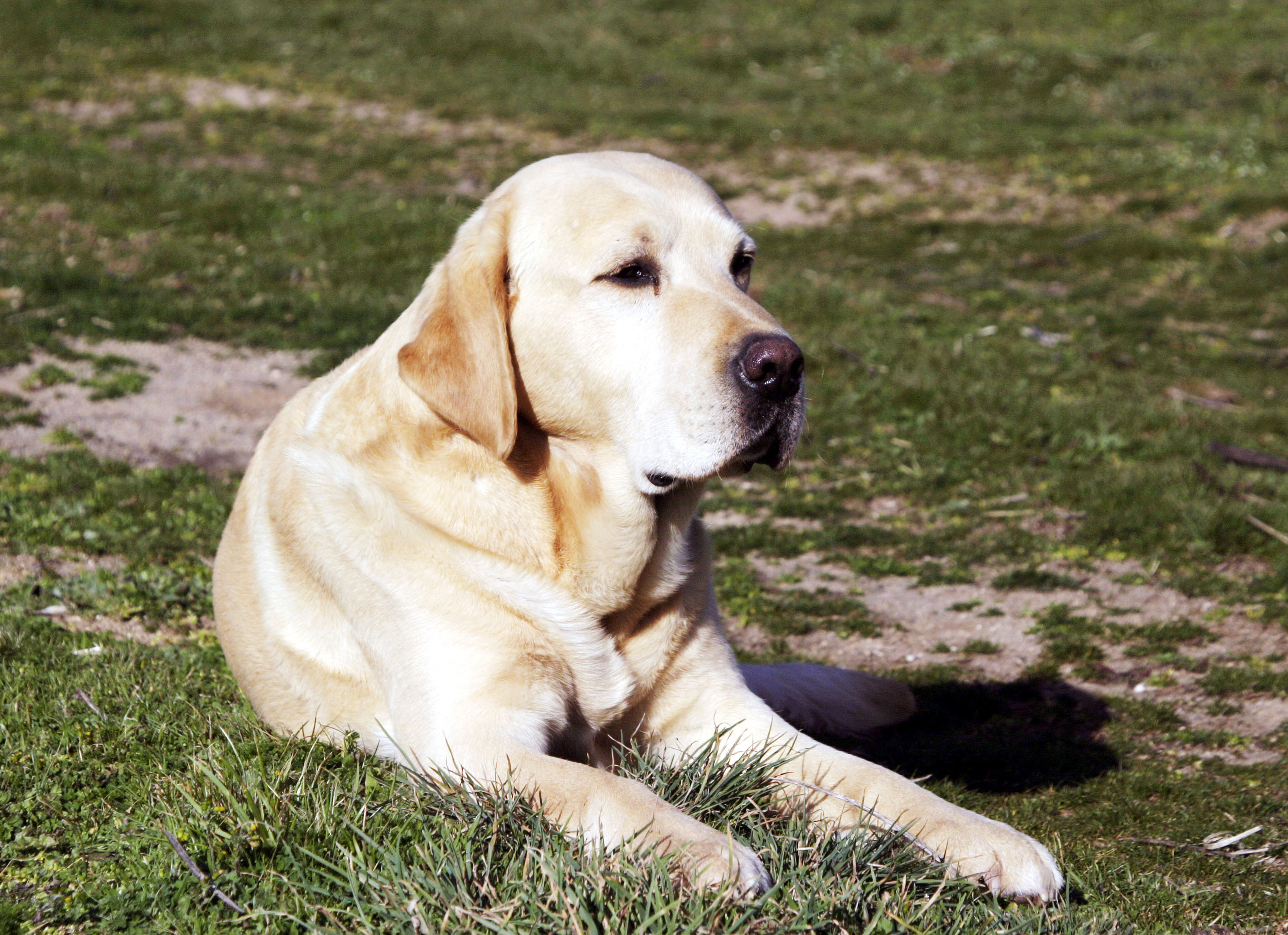 Perdida de peso prurito dermatitis en perros