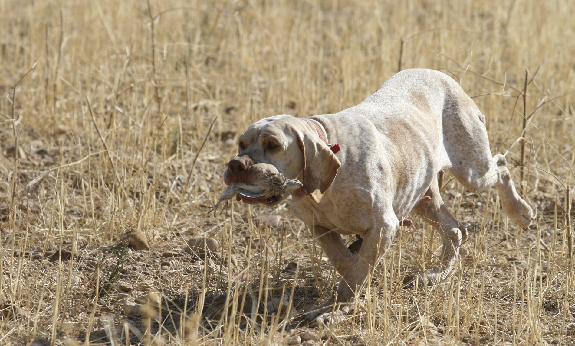 Factores clave para entrenar a un buen perro de caza