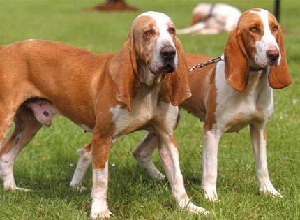 perros-razas-home-sabueso-espanol