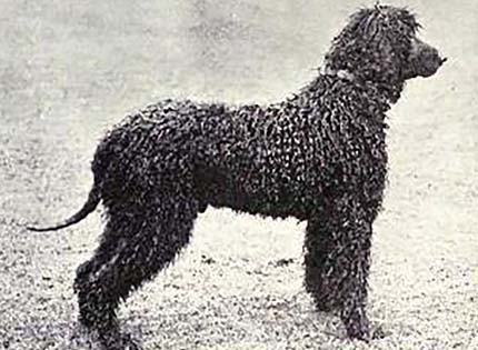perros-razas-home-perro-de-agua-irlandes