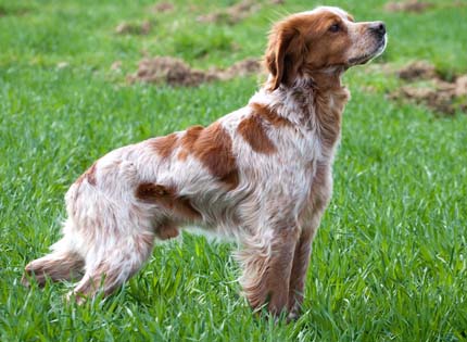 perros-razas-home-epagneul-breton