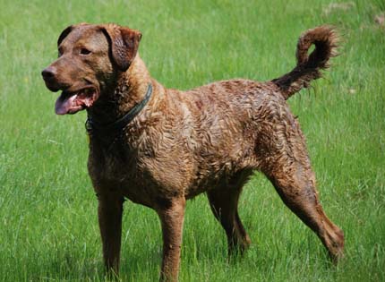 perros-razas-home-chesapeake-bay-retriever