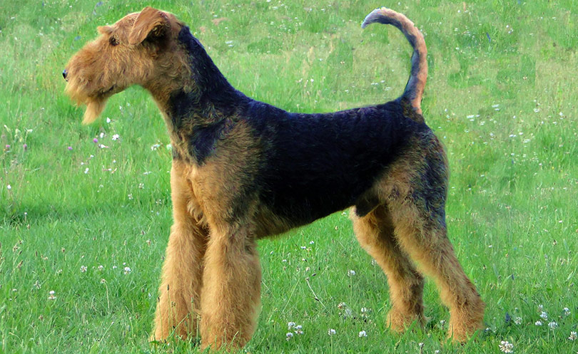 perros-razas-airedale-terrier-01
