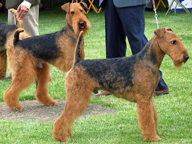perros-razas-airedale-terrier-02