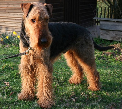perros-razas-airedale-terrier-03