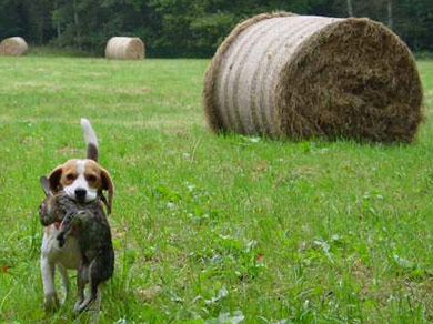 perros-razas-beagle-02