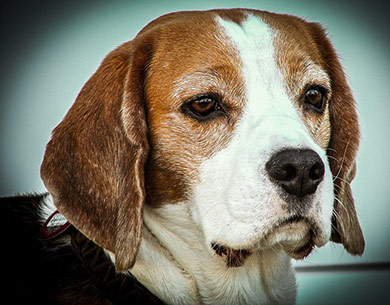 perros-razas-beagle-03