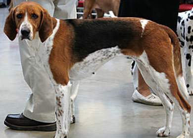 perros-razas-beagle-harrier-02