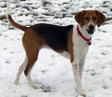 perros-razas-beagle-harrier-03