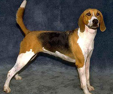 perros-razas-beagle-harrier-04