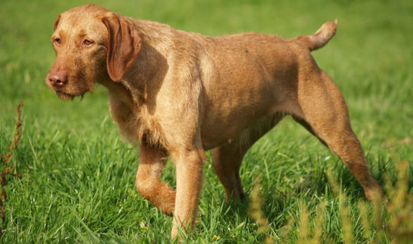 perros-razas-braco-hugaro-de-pelo-duro-01