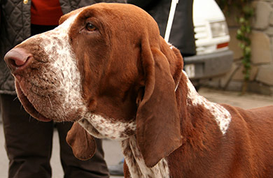 perros-razas-braco-italiano-02