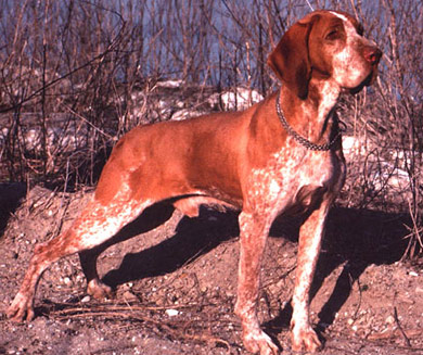 perros-razas-braco-italiano-03