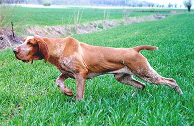 perros-razas-braco-italiano-04