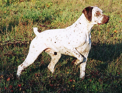 perros-razas-braco-borbosenado-02