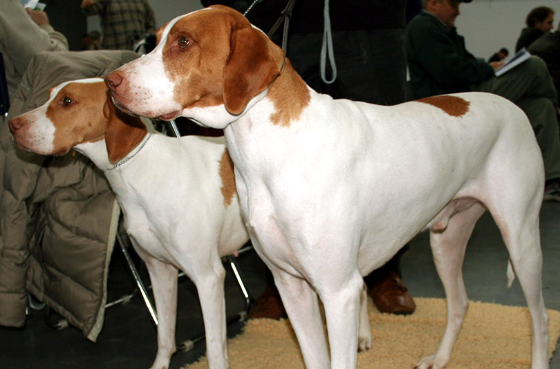 perros-razas-braque-saint-germain-01