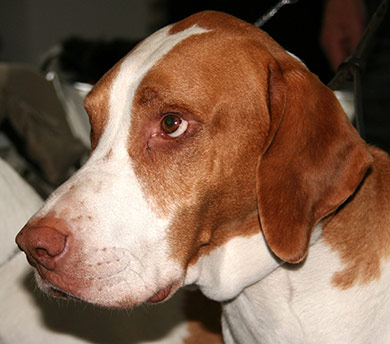 perros-razas-braque-saint-germain-02