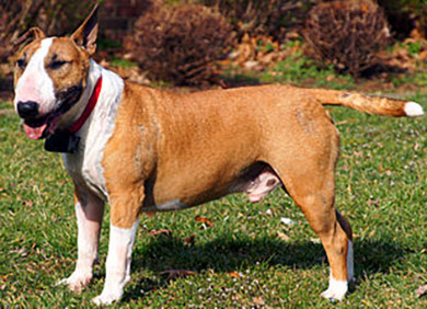 perros-razas-bull-terrier-02