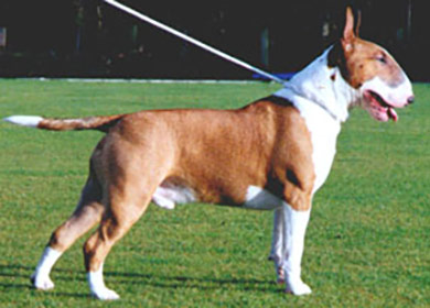 perros-razas-bull-terrier-03