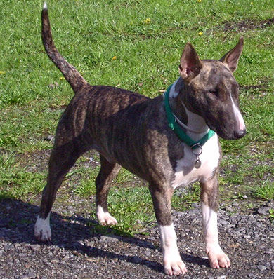 perros-razas-bull-terrier-04